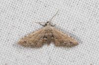 Araeopteron ecphaea