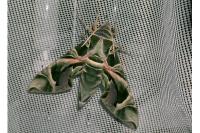 Daphnis nerii