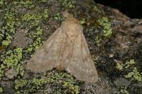 Dichagyris constanti