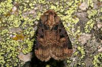 Opigena polygona