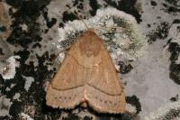 Mesogona acetosellae