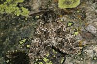 Polymixis polymita