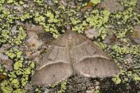 Perigune convergata