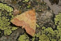 Tiliacea aurago