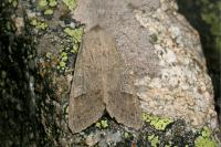 Ammoconia caecimacula