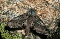 Diloba caeruleocephala