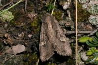 Trigonophora jodea