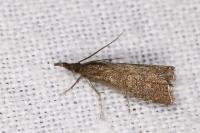 Platytes cerussella
