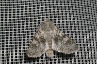 Polymixis xanthomista