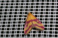 Pyrausta sanguinalis