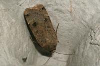 Noctua orbona