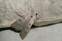 Eugnorisma glareosa
