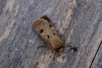 Agrotis exclamationis exclamationis