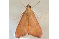 Uresiphita gilvata