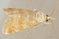 Hellula undalis