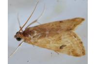 Hellula undalis