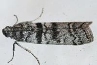Dioryctria mendacella