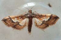 Hydriris ornatalis