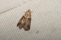 Acrobasis tumidana