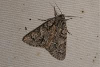 Acronicta auricoma