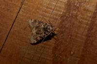 Aglossa caprealis