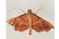 Endotricha flammealis