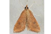 Udea ferrugalis