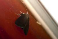 Amphipyra livida