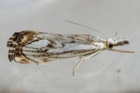 Catoptria falsella