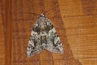 Catocala promissa