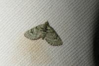 Chloroclystis v-ata
