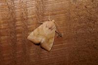 Cosmia trapezina