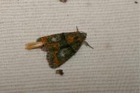 Cryphia algae