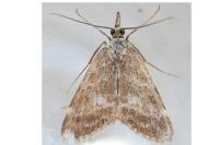 Evergestis sophialis