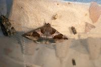Dysgonia algira