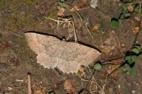 Gnophos furvata