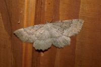 Gnophos furvata
