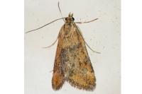 Pyrausta despicata