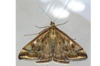 Loxostege sticticalis