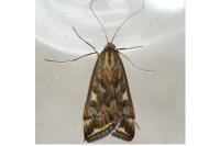 Loxostege sticticalis