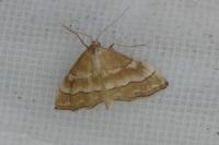 Idaea circuitaria
