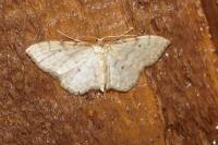 Idaea fuscovenosa