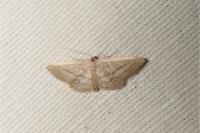 Idaea mediaria
