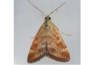 Pyrausta despicata