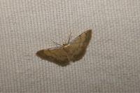 Idaea politaria