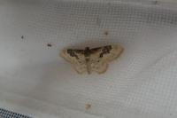 Idaea rusticata