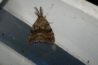 Lymantria dispar