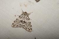 Lymantria monacha