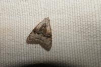 Meganola togatulalis