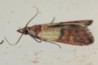 Plodia interpunctella